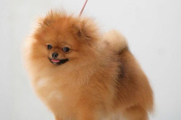 Chó Pomeranian lông vàng cam dạo phố, đứng trên bàn trắng, đeo dây xích hồng