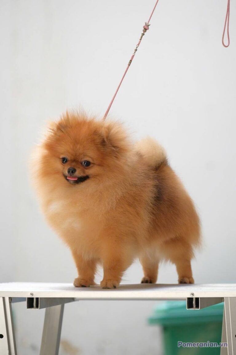 Chó Pomeranian lông vàng cam dạo phố, đứng trên bàn trắng, đeo dây xích hồng