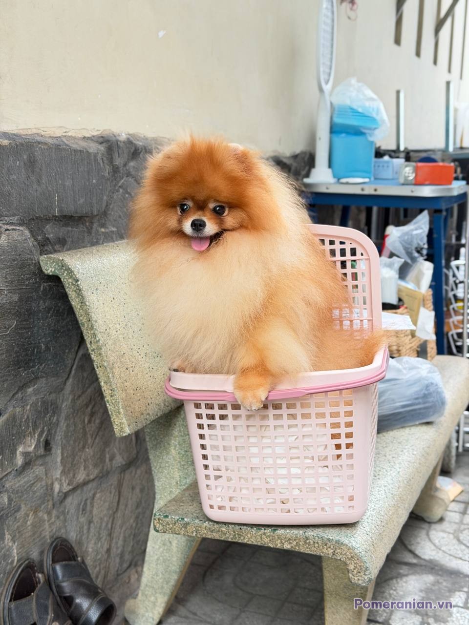 Chó Pomeranian lông cam vàng ngồi trong giỏ nhựa hồng, tại không gian trong nhà