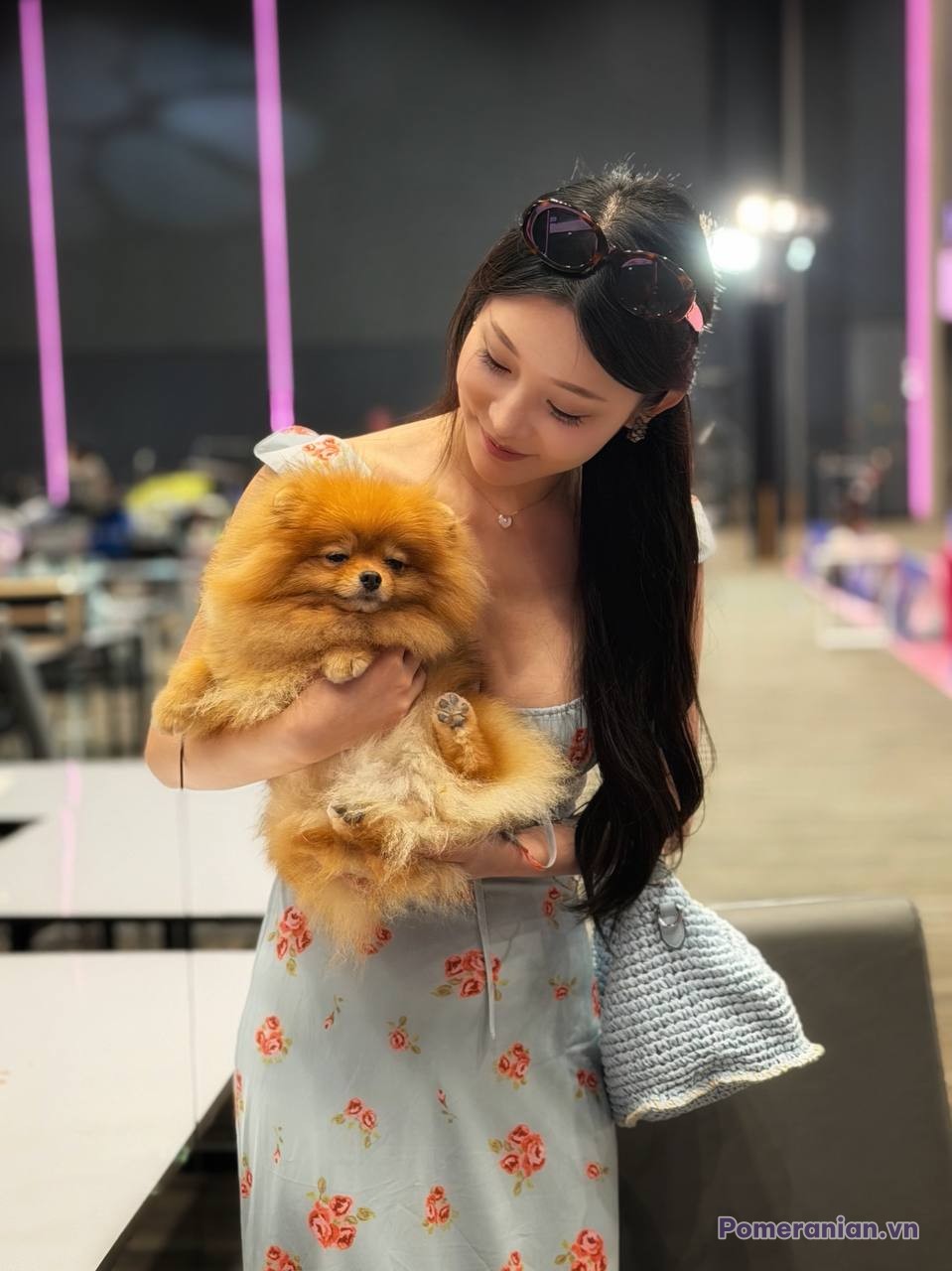 Chó Pomeranian lông vàng nâu dạo chơi tại không gian công cộng hiện đại