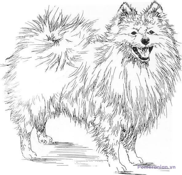 Hình vẽ phác hoạ chó Pomeranian lông dài, có tư thế đứng, biểu cảm vui vẻ