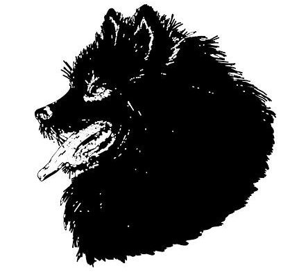 Hình vẽ chó Pomeranian lông dài màu đen, nhìn về phía bên, cười vui vẻ