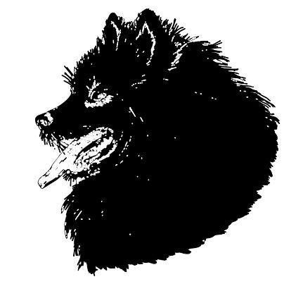 Hình vẽ chó Pomeranian lông dài màu đen, nhìn về phía bên, cười vui vẻ