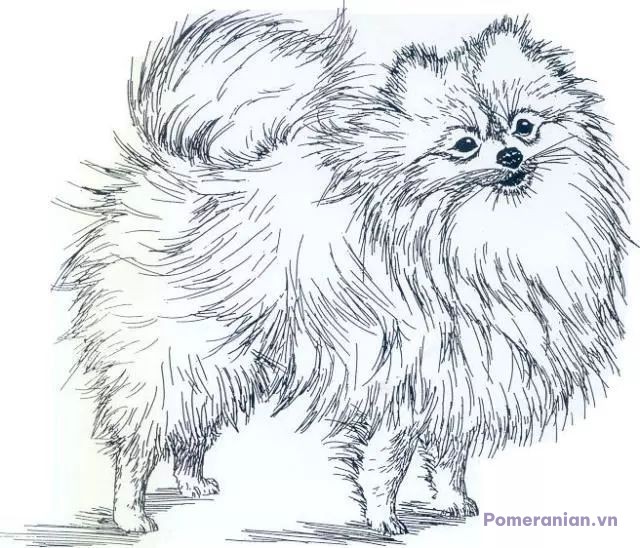 Hình vẽ chó Pomeranian lông dài, đứng cạnh, toàn thân, nền trắng