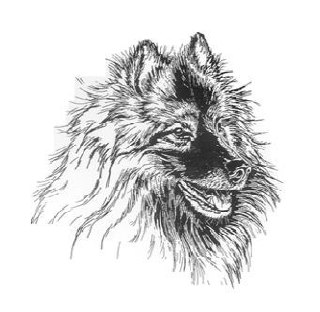 Hình vẽ phác thảo đen trắng đầu chó Pomeranian với bộ lông dày, tai đứng, mặt quay sang hướng trái