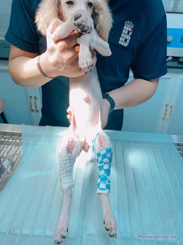 Chó Pomeranian lông trắng được kiểm tra sức khỏe tại phòng khám, đeo nẹp chân