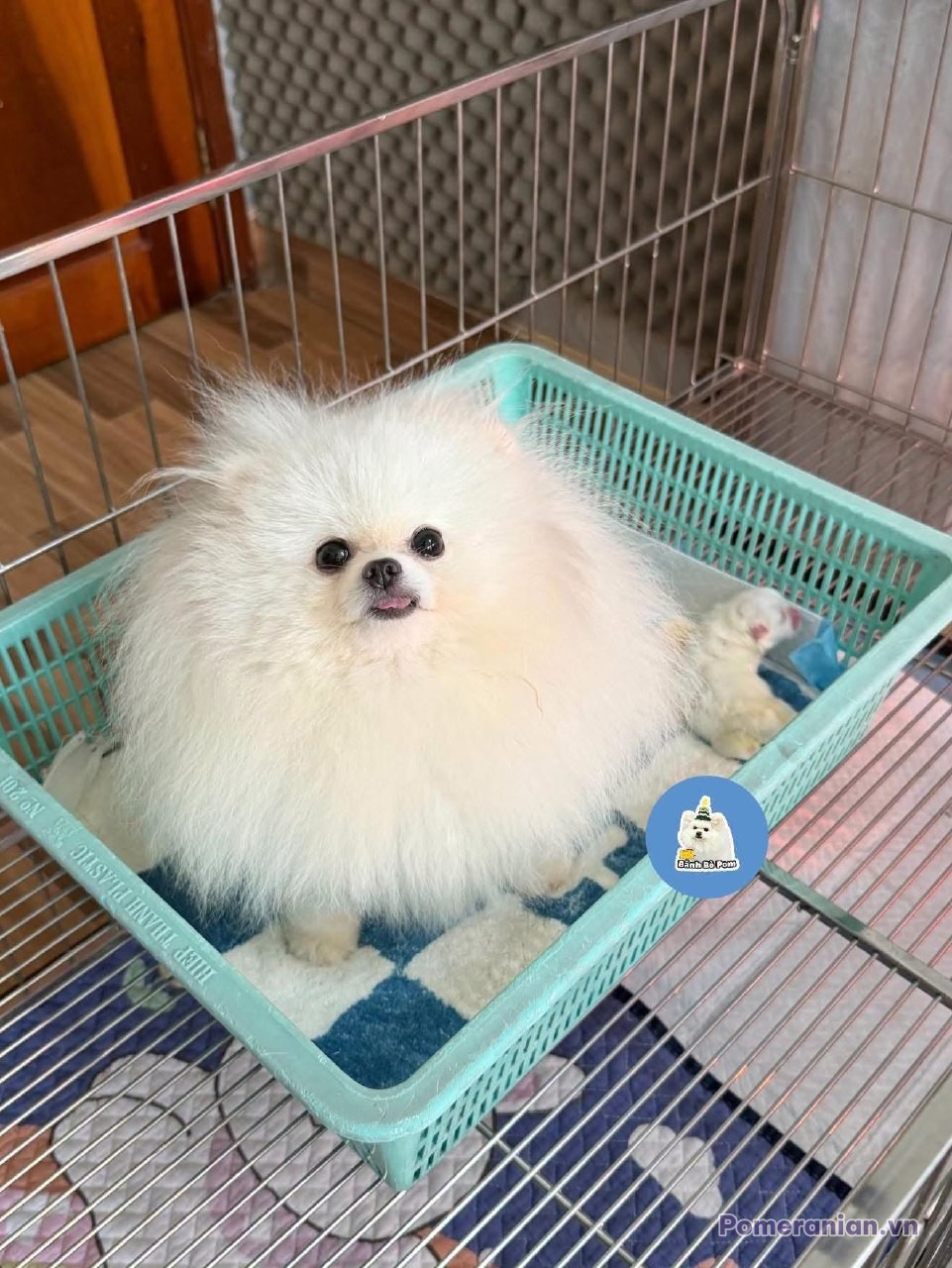 Chó Pomeranian lông trắng dài ngồi trong khay nhựa xanh bên trong chuồng sắt
