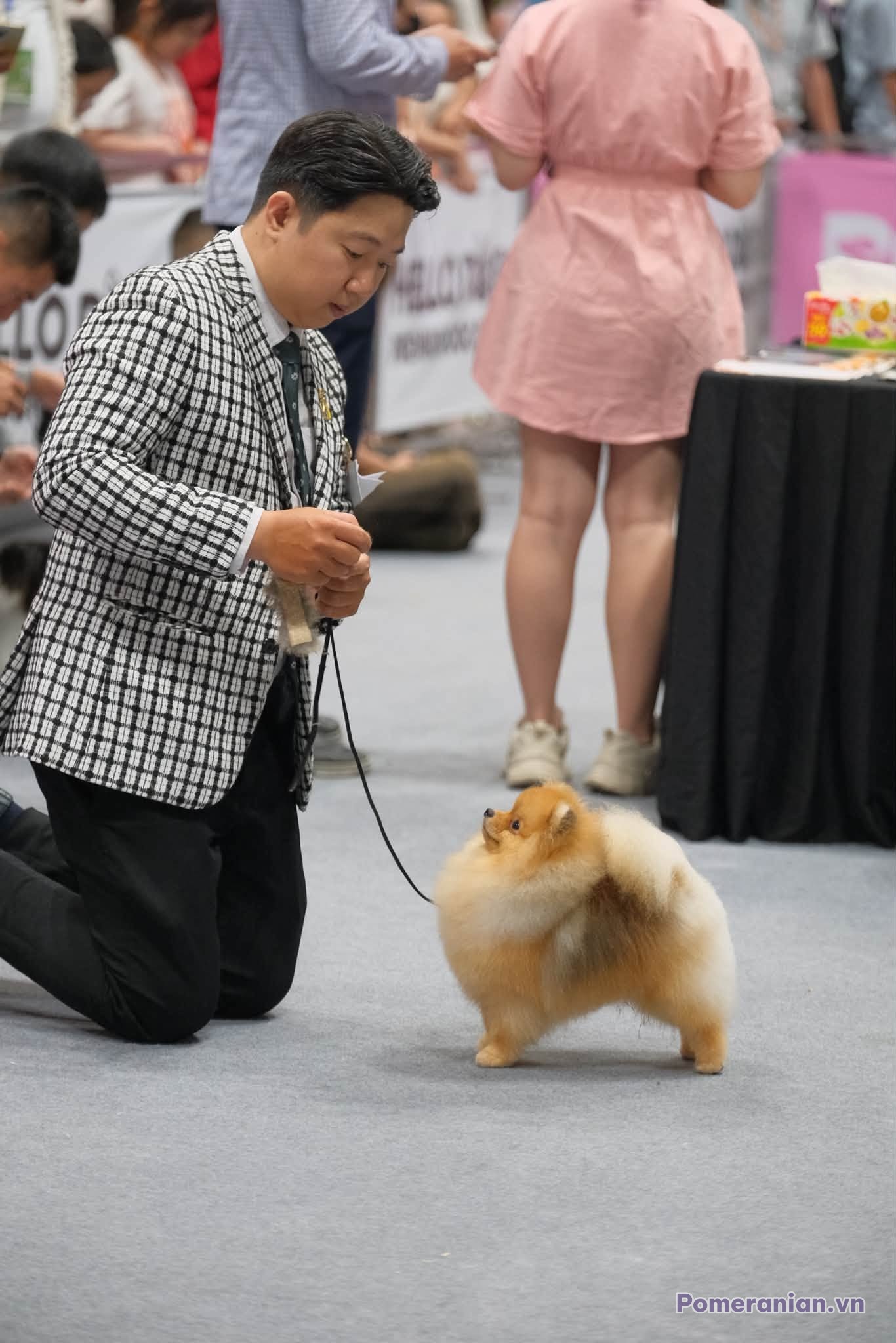 Chó Pomeranian màu vàng nhạt đứng tại sự kiện, có người cầm dây xích