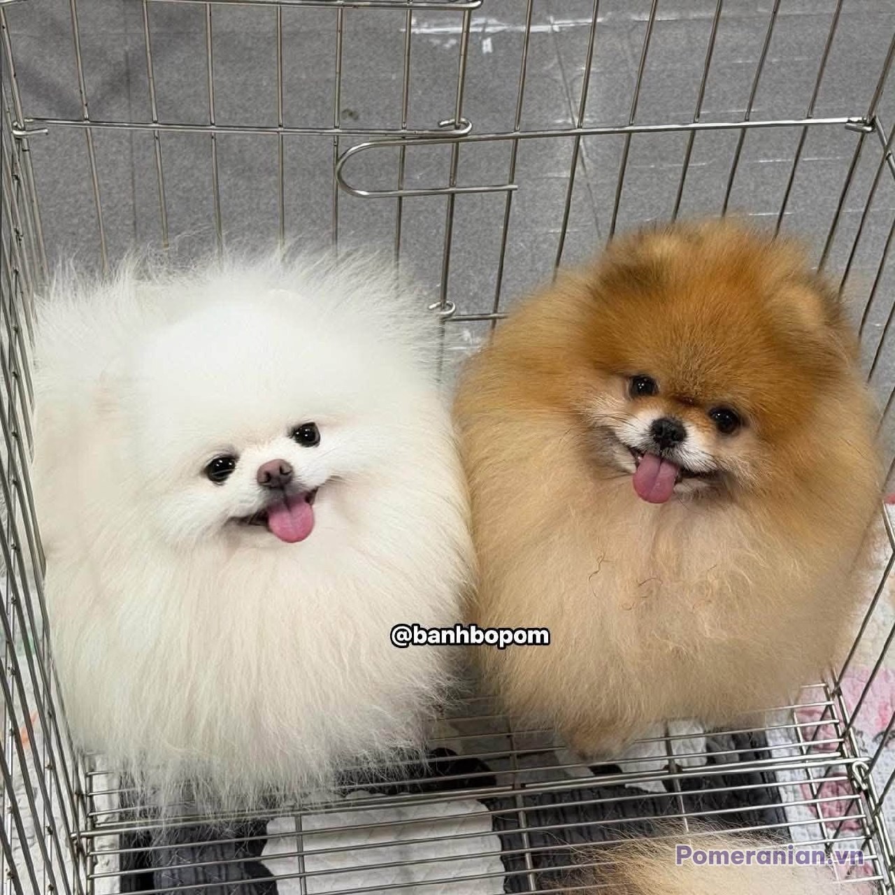 Hai chó Pomeranian nhỏ, một con lông trắng và một con lông nâu vàng, ngồi trong chuồng kim loại, đều thè lưỡi