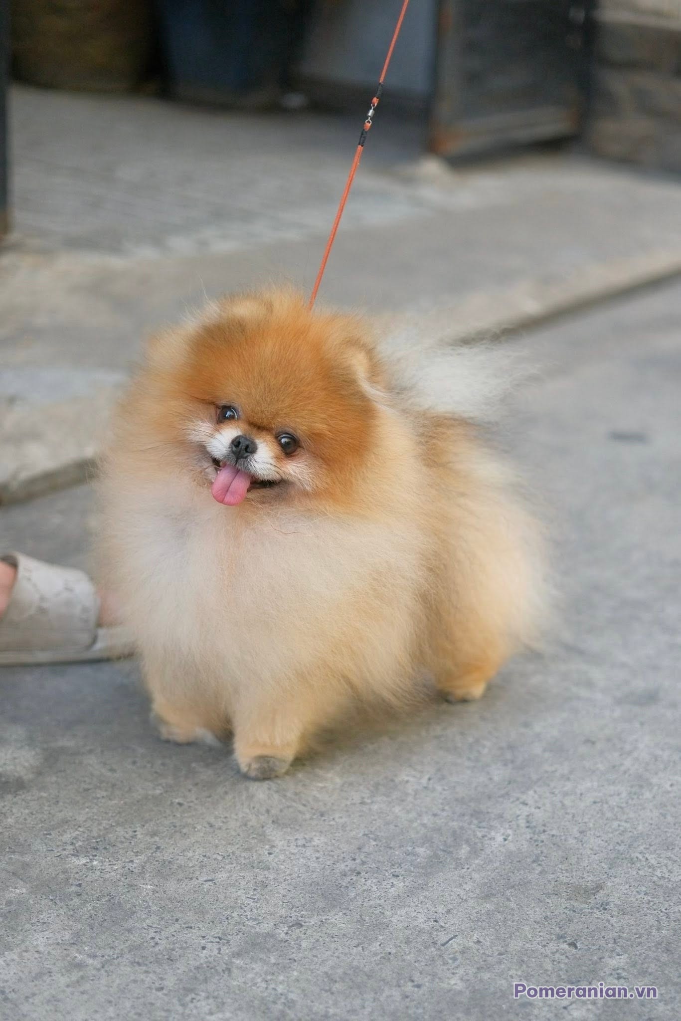 Chó Phốc Sóc màu cam trắng với lông dày, đeo dây xích đỏ, đứng trên đường phố bê tông