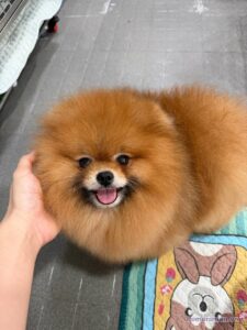 Chó Pomeranian con, lông màu nâu vàng, mặt tròn, lưỡi thè ra, được cầm trên tay