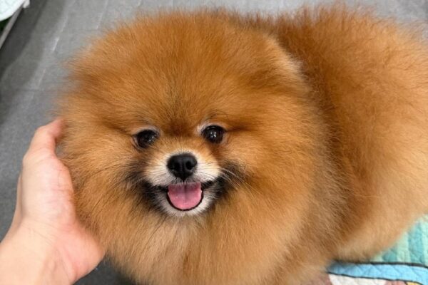 Chó Pomeranian con, lông màu nâu vàng, mặt tròn, lưỡi thè ra, được cầm trên tay