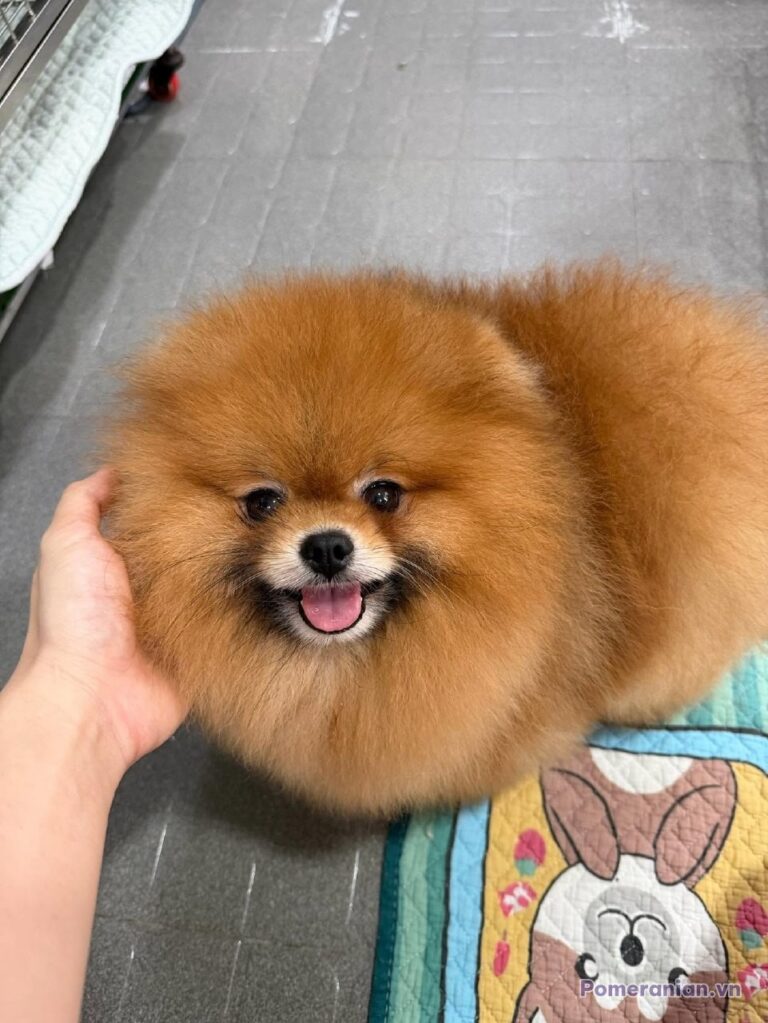 Chó Pomeranian con, lông màu nâu vàng, mặt tròn, lưỡi thè ra, được cầm trên tay