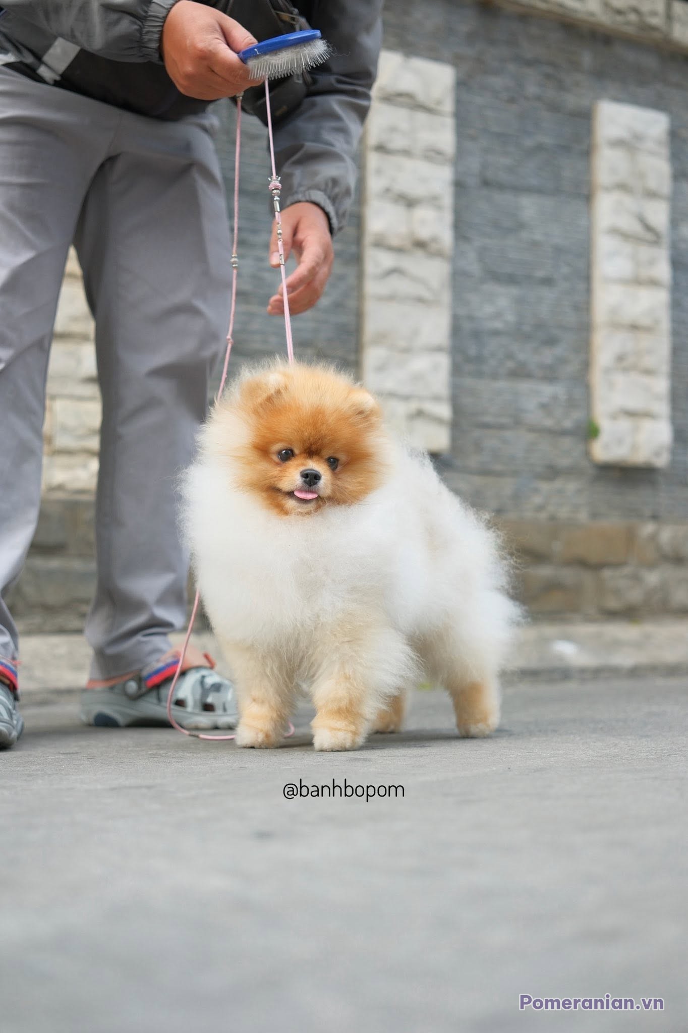 Chó Pomeranian con nhỏ lông trắng cam được dắt dây, đứng trên đường phố gạch đá