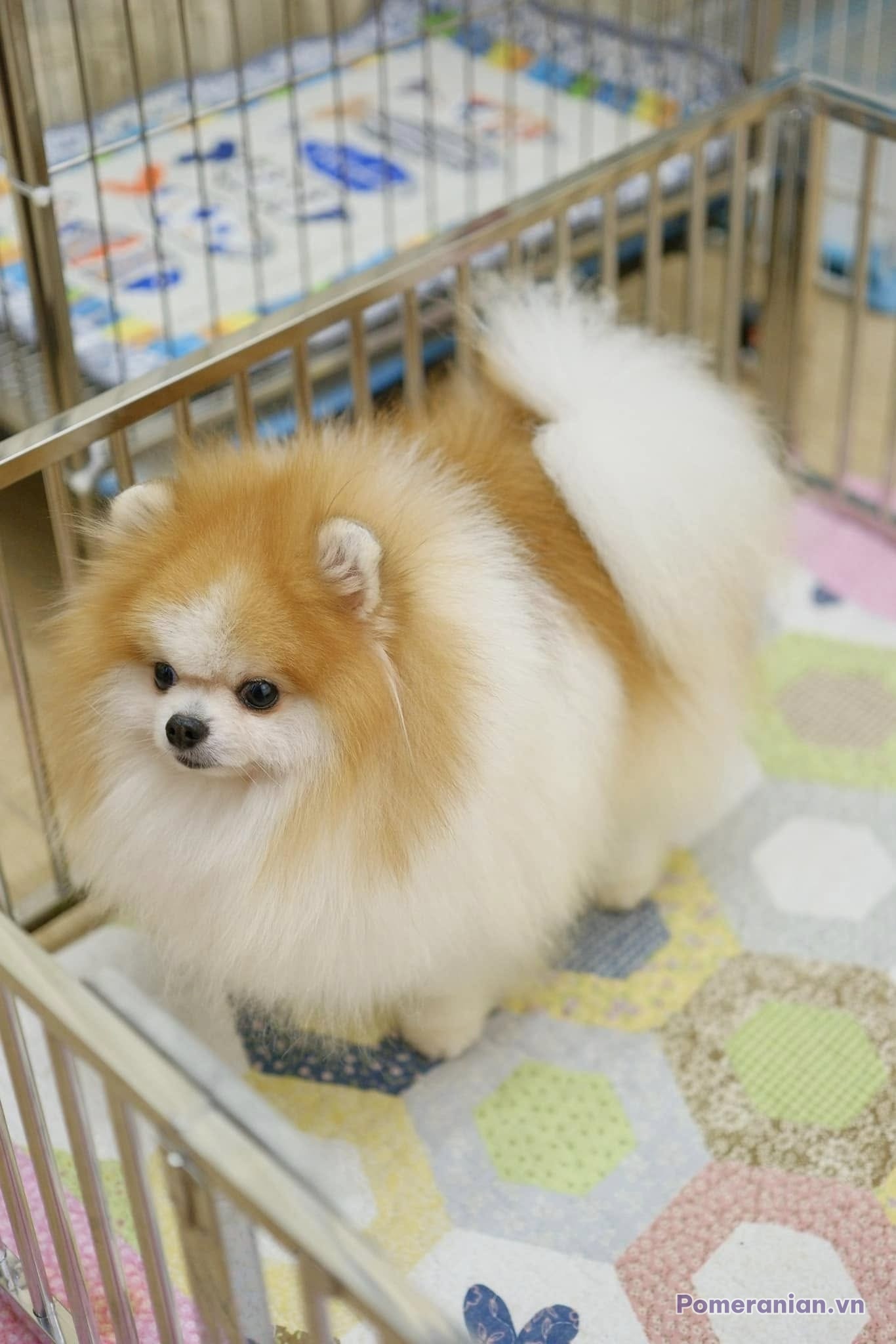 Chó Pomeranian con màu nâu trắng đứng trong chuồng nuôi với tấm lót sàn đầy màu sắc