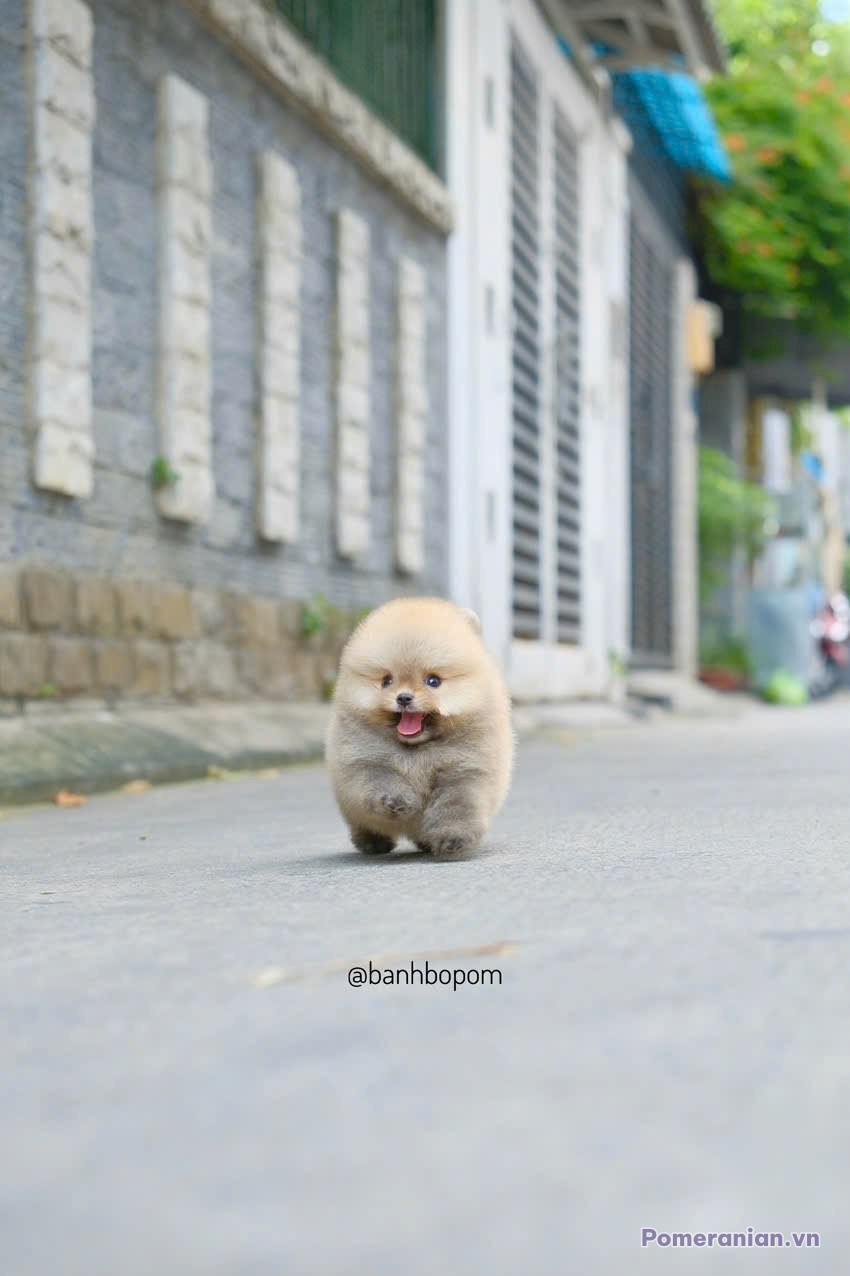 Chó Pomeranian màu trắng kem, kích thước nhỏ, đi bộ trên đường phố với các tòa nhà cũ phía sau
