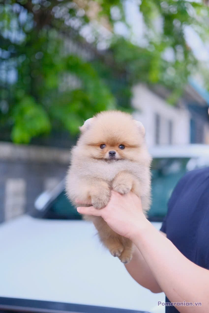 Chó Pomeranian con màu trắng được cầm trên tay, bối cảnh sân nhà với cây xanh