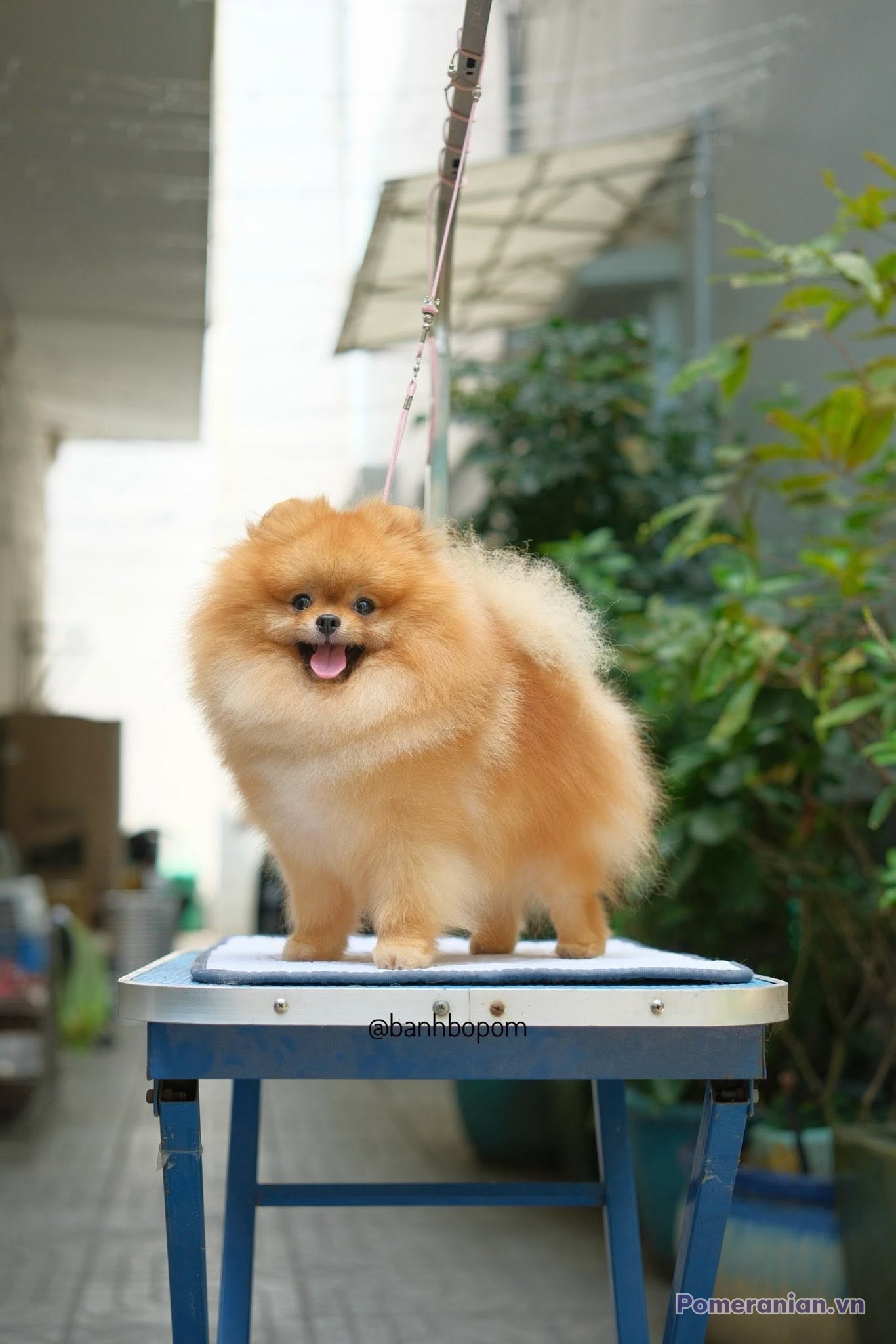 Chó Pomeranian lông cam xù bông đứng trên bàn cắt tỉa, lưỡi thè ra, bối cảnh cây xanh ngoài trời.