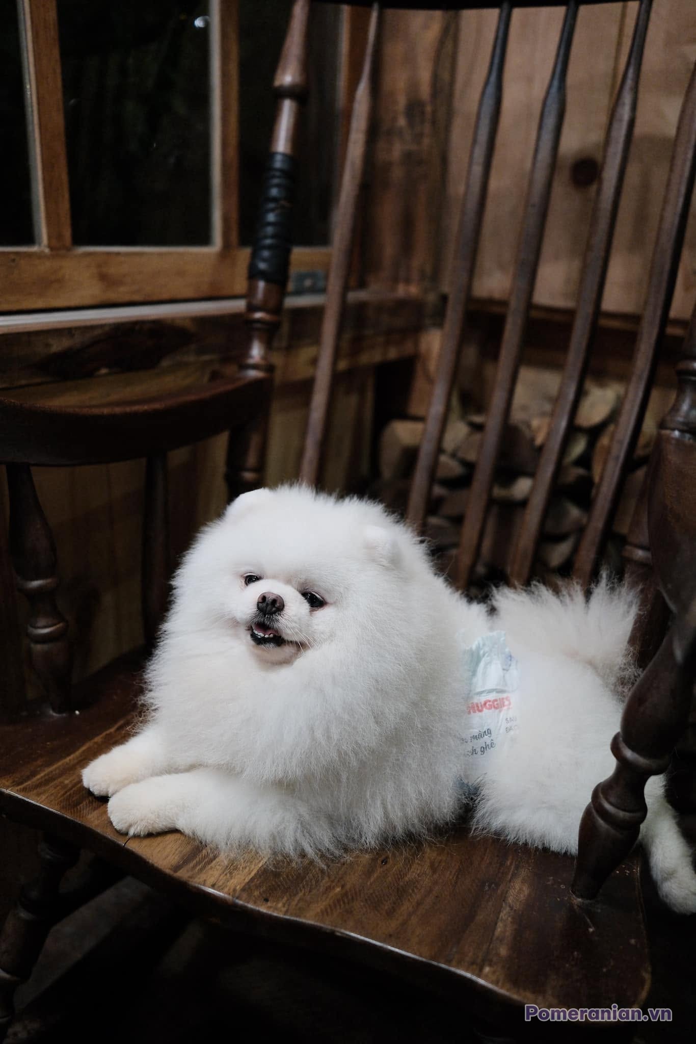 Chó Pomeranian lông trắng xù, nằm trên ghế gỗ, đeo tã, nền tường gỗ và củi chất phía sau.