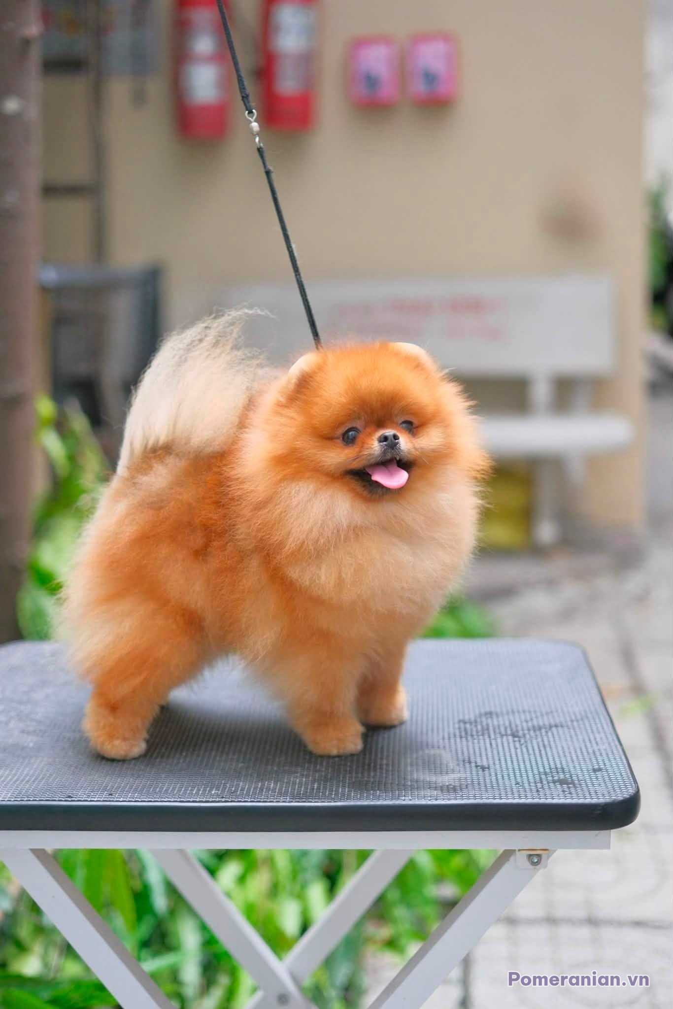 Chó Phốc sóc lông cam đang đứng trên bàn grooming ngoài trời, lưỡi thè ra, lông được chải bông xù.