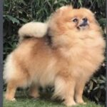 Pomeranian PRINCESS HOLLITE OF MOXIEPOMS