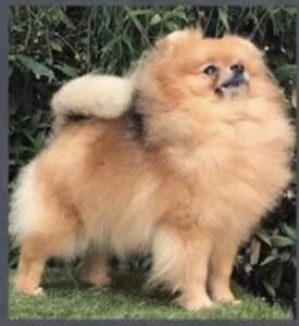 Pomeranian PRINCESS HOLLITE OF MOXIEPOMS
