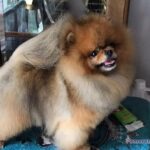 Pomeranian SILHOUETTE’S SPITFIRE