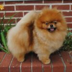 Pomeranian SILHOUETTE’S SWAN PRINCESS