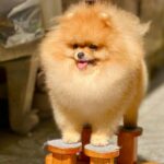 Pomeranian SUN POMS FFION