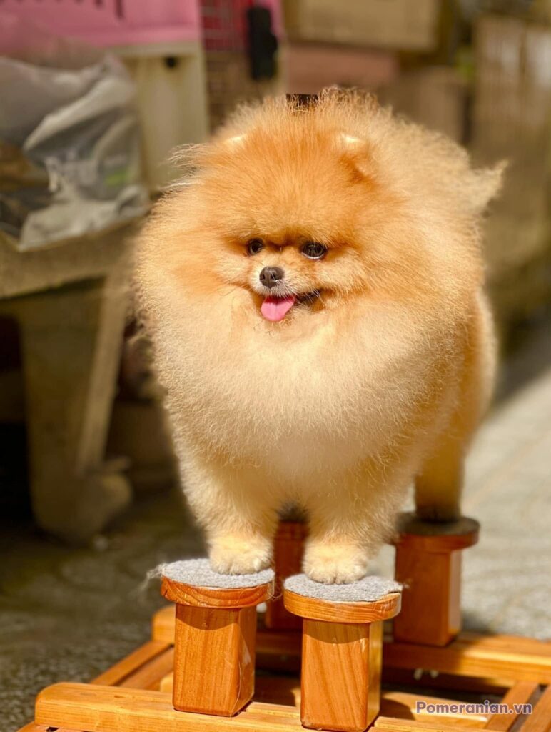 Pomeranian SUN POMS FFION