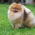 Pomeranian TOKIE THUNDER DOME
