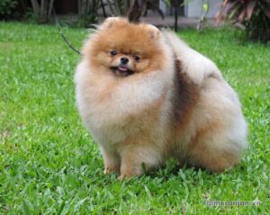Pomeranian TOKIE THUNDER DOME