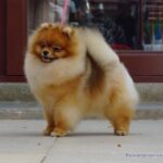 Pomeranian TOKIE TOO GREAT NOT TO SHARE