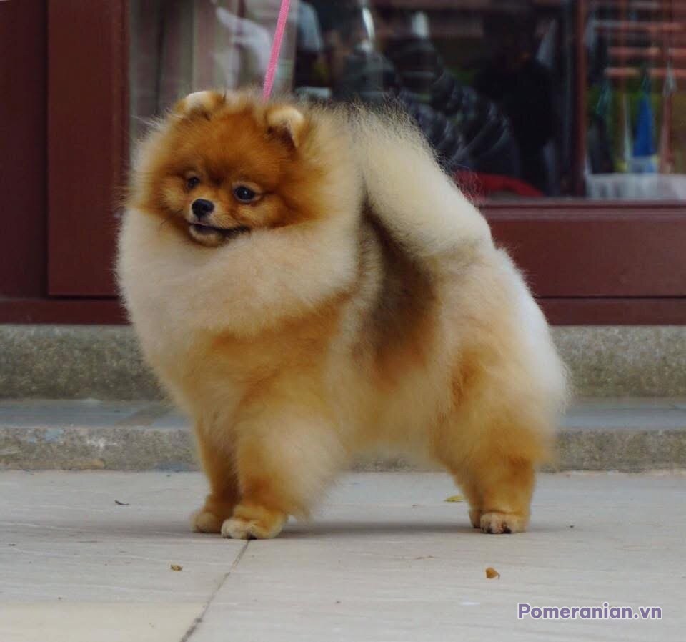Pomeranian TOKIE TOO GREAT NOT TO SHARE