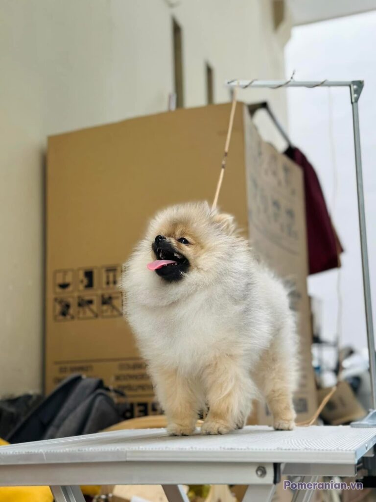 Pomeranian WORSANTA’S ALINA FOREVER LOVE WITH ESTERA