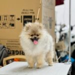 Pomeranian WORSANTA’S ALINA FOREVER LOVE WITH ESTERA