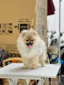 Pomeranian WORSANTA’S ALINA FOREVER LOVE WITH ESTERA
